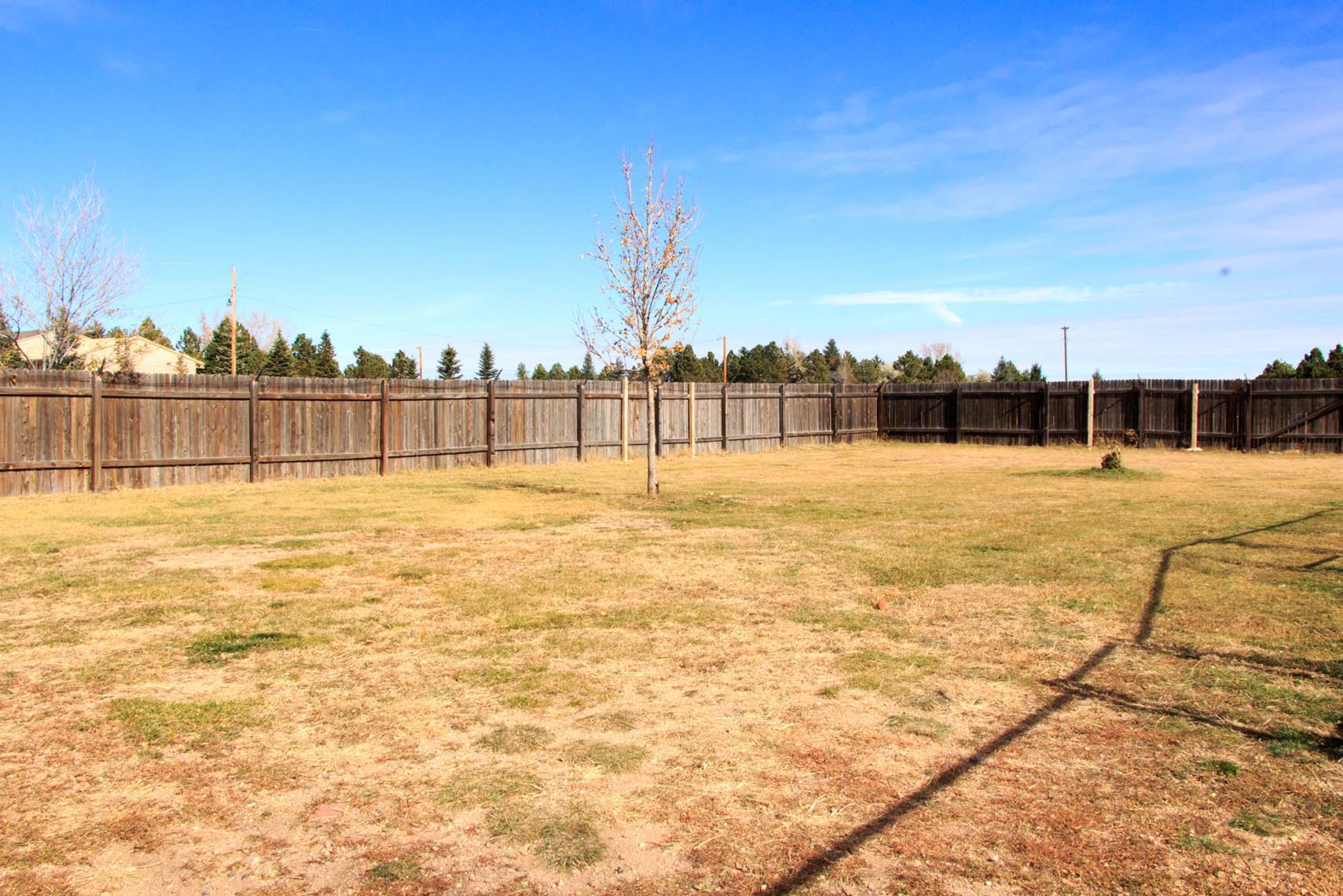 Dog playing in daycare